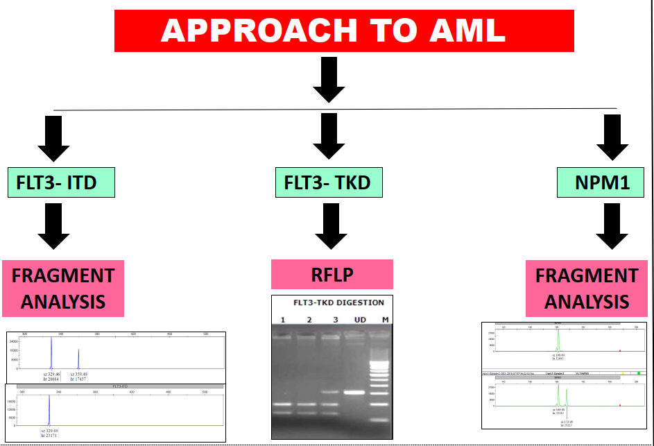 NPM1-FLT3 ANALYSIS